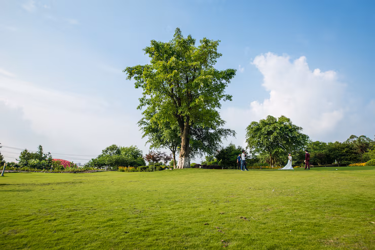 Landscape